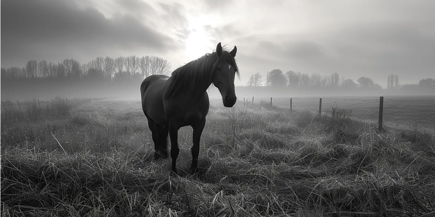 Jak przeżyć śmierć zwierzaka?