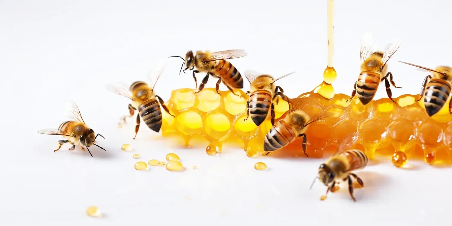 Miód akacjowy kiedy?